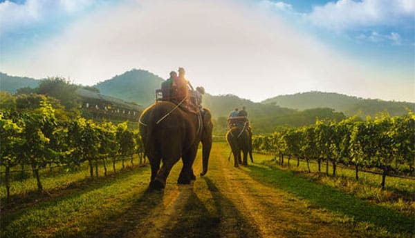 Hua Hin Hills Vineyard