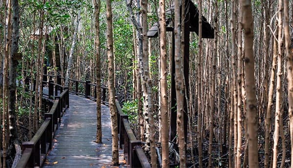 PRAN MANGROVE NATIONAL PARK